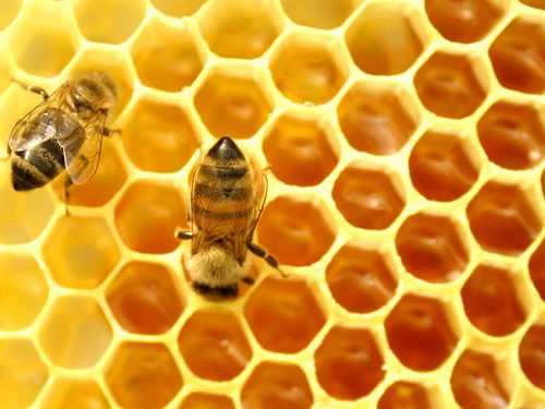 Công dụng của mật ong