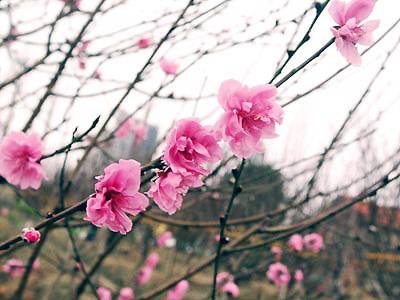 Dự báo thời tiết Tết Nhâm Thìn