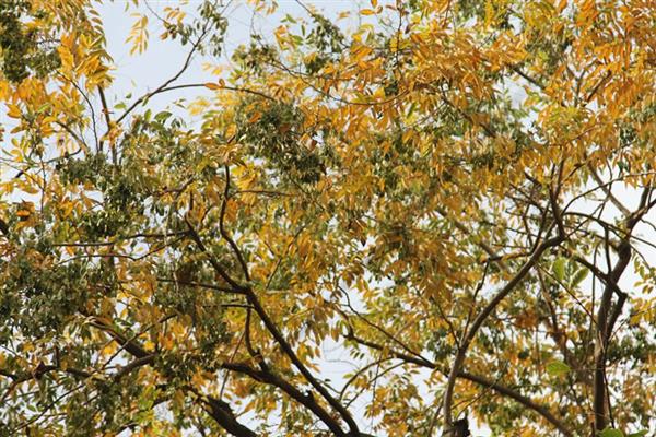 Hàng cây sưa quý ở Hà Nội bất ngờ rụng lá sau khi từ chối bán