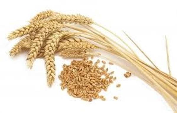 Giá lúa mì Nga sụt giảm