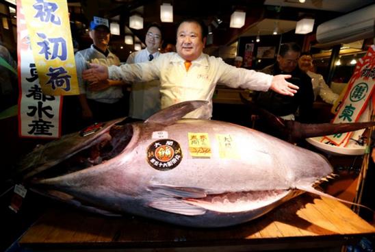 Vua cá ngừ Nhật Bản chi 14 tỷ đồng mua một con cá ngừ