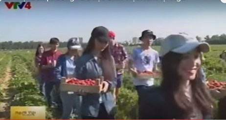 Du học sinh Việt thu hoạch dâu tây trên cánh đồng nước Nga