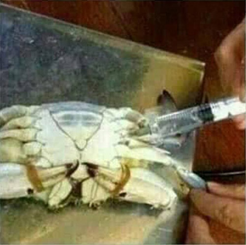 Ác chiêu đầu độc: Đục lỗ tiêm hóa chất vào cua