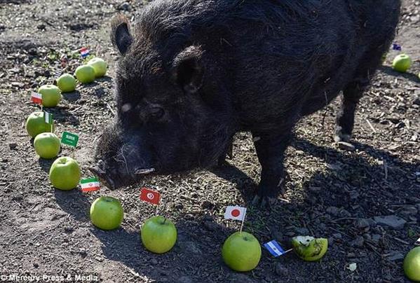 'Thánh lợn' dự đoán sốc về 4 đội mạnh nhất World Cup 2018