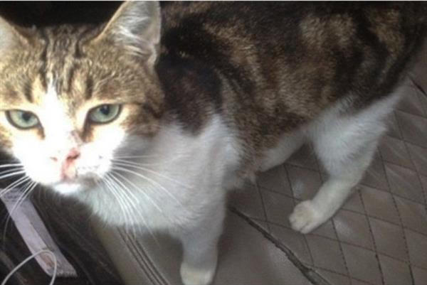 Nga: Phát hiện một chú mèo 'tuồn' ma túy vào nhà tù
