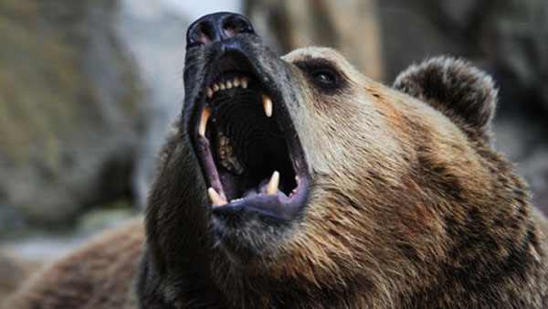 Cố cho gấu ăn trong sở thú, cô gái Nga mất cánh tay