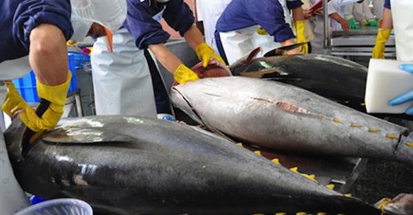 Xuất khẩu cá ngừ sang Nga: Tiềm năng nhưng cần nhiều điều chỉnh
