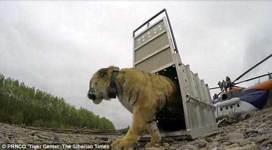 Nga: Hổ quý hiếm lặn lội 600 km về thăm TP, giết 3 gấu ăn dọc đường