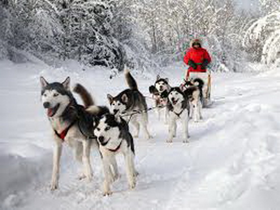 Dịch vụ chó Husky kéo xe trên tuyết nở rộ ở Nga