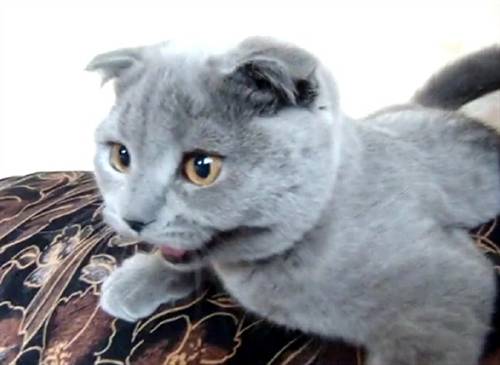 Chú mèo 20 triệu đồng gây 'sốt' vì quá đáng yêu