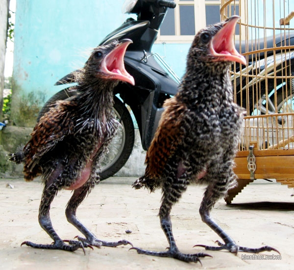 Bắt được đôi chim lạ mỗi ngày ăn hết 1kg thịt lợn