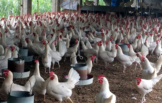Chuyện hiếm Vĩnh Phúc: Cả làng cùng nhau mua ôtô