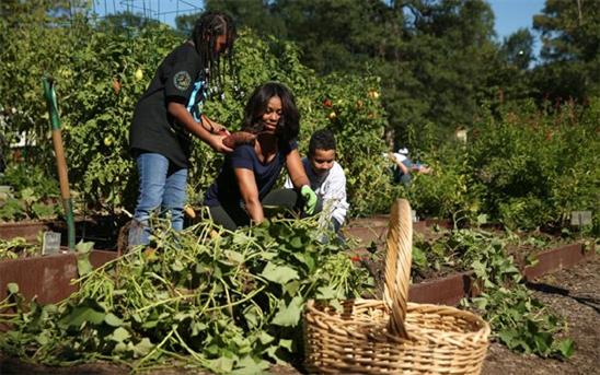 'Số phận' vườn rau của Michelle Obama trong Nhà Trắng