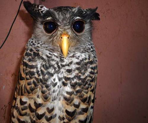 Thanh Hoá: Hoảng vì chim cú “định cư” luôn trên nóc tủ