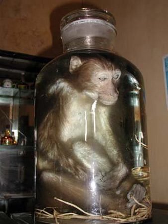 Thịt khỉ: Thần dược hay thuốc độc?