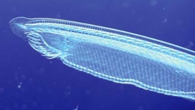 Con người ra đời do 'sai lầm' 500 triệu năm trước