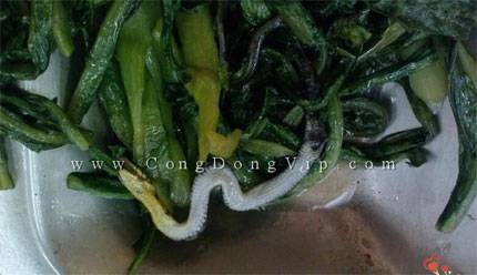 Nửa con rắn trong suất cơm văn phòng