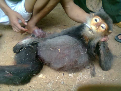 Thanh niên nghi giết voọc chưa từng biết giết gà?