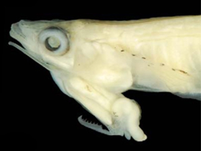 Kỳ lạ cá có tuyến sinh dục nằm trên đầu ở Việt Nam