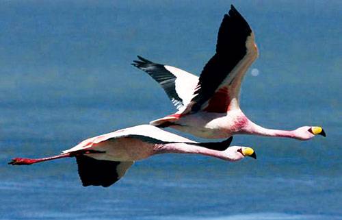 “Lăng nhăng” do thời tiết thay đổi