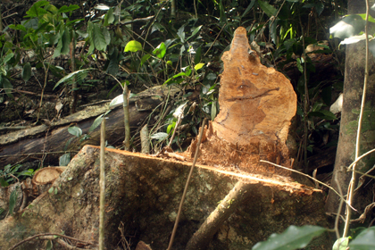 Vụ tàn sát rừng già: Sự thật không thể chối cãi!