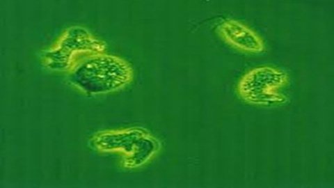 Bộ Y tế ra công văn khẩn về amip ăn não người