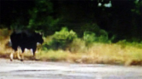 Hủy toàn bộ chuyến bay đến Phú Bài vì “bò tót
