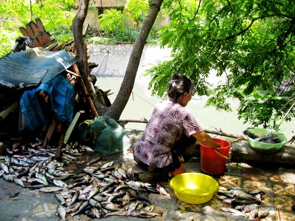 Sau mưa, người dân bắt hàng tạ cá trên sông Tô Lịch