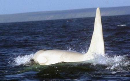 Phát hiện cá voi trắng muốt ngoài khơi Nga