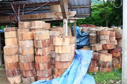 Cận cảnh rừng nghiến ở Ba Bể bị tàn phá