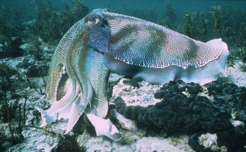 Nghệ thuật 'tán tỉnh' độc đáo của loài mực