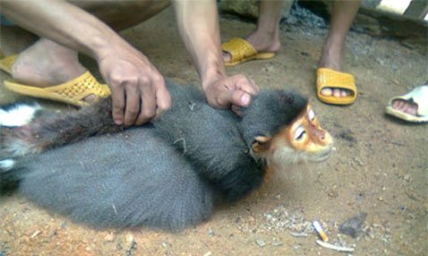 Vụ giết voọc phản cảm: 4 người dân tham gia