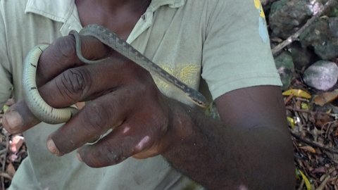 Kỷ lục loài rắn hiếm nhất thế giới