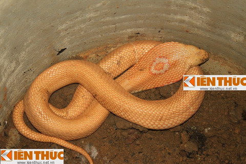 Suýt bỏ mạng vì bắt “rắn thần”