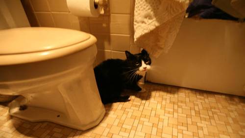 Người phụ nữ làm giàu bằng nghề... bắt mèo