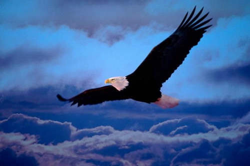 Bài học từ Đại bàng