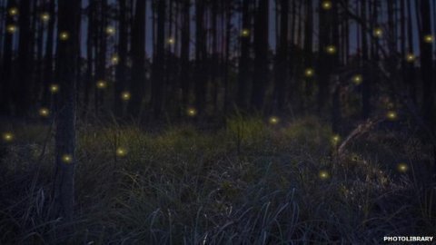 'Quà yêu' có một không hai của đom đóm