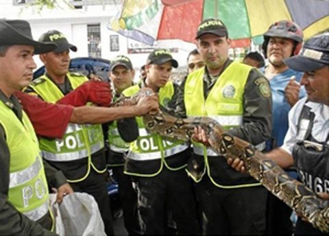 Phát hiện rắn khổng lồ 'nghỉ dưỡng' trong cốp xe ô tô