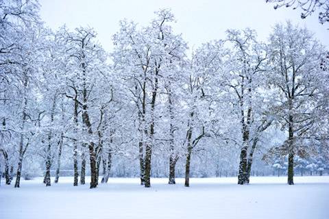 Nga: giá lạnh bất thường tại 51 chủ thể