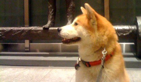 Hachiko của Siberia: một con chó tìm được tổ ấm mới trong bệnh viện nơi người chủ đã qua đời