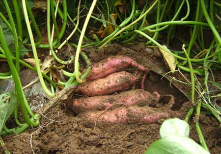 4 thực phẩm tốt hơn thịt