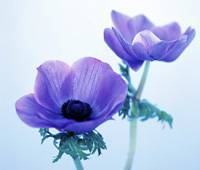 Tử vi ngày thứ 6 30/3