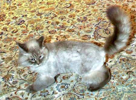 Cảnh sát Nga 'khốn khổ, vật vã' vì mèo của Tổng thống Medvedev