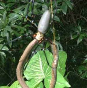 Nhện ăn sáng bằng một con rắn dài gần nửa mét