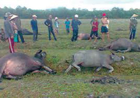 Ghê sợ nạn đào mộ người chết vì sét đánh