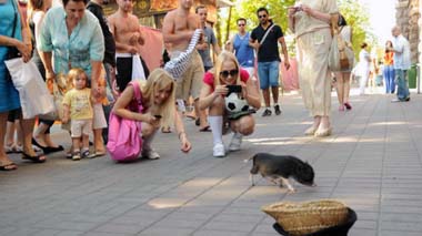 Thư Ukraine: Ăn theo Euro với... heo