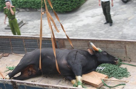 Chết bò, ra nhiều chuyện