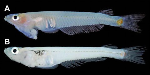 Loài cá có bộ phận sinh dục trên đầu tại Việt Nam