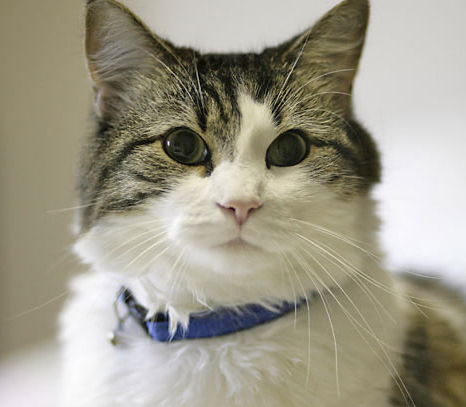 Sự thật về chú mèo có khả năng đoán trước cái chết