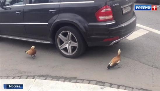 Moskva: Hy hữu cuộc giải cứu đàn vịt trên đường vành đai 3